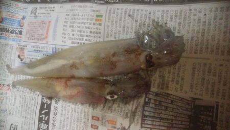 強風の中、なんとかヤリイカ2杯