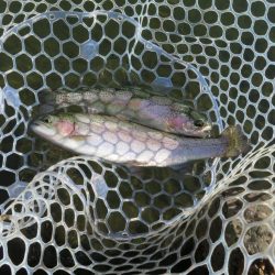 久々の管釣りで美味しいトラウトをゲット!