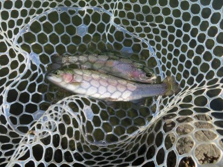 久々の管釣りで美味しいトラウトをゲット!