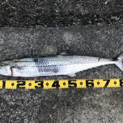 サワラ記録更新