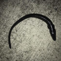 成人違うけど休み