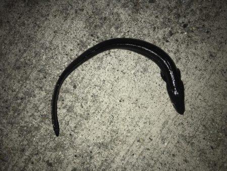 成人違うけど休み