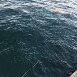 コスモスクエア　釣り始め　太刀魚はまだいる