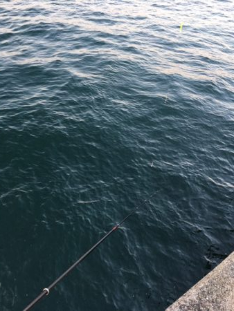 コスモスクエア　釣り始め　太刀魚はまだいる