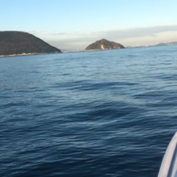 鯛サビキ釣果！