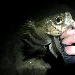久しぶりのサーフで連発っメバリング!