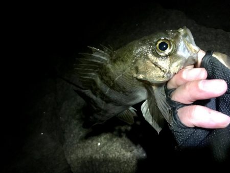 久しぶりのサーフで連発っメバリング!