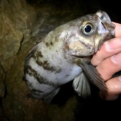 爆風雪極寒メバリング!