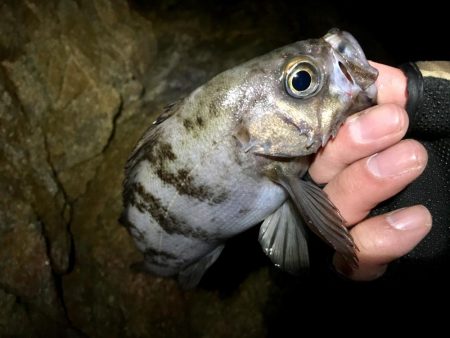 爆風雪極寒メバリング!