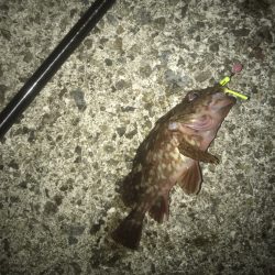 メバル・ガシラ