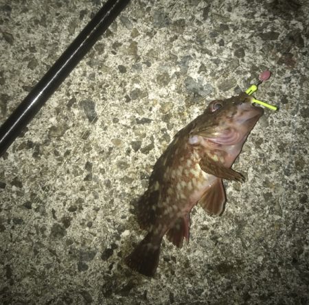 メバル・ガシラ