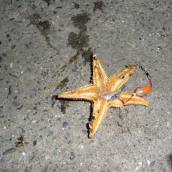 海からのお年玉w