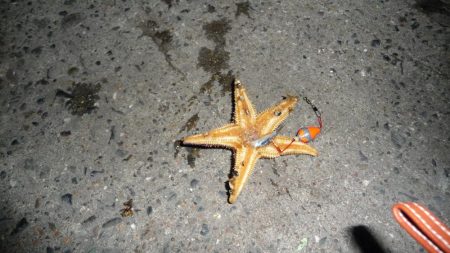 海からのお年玉w