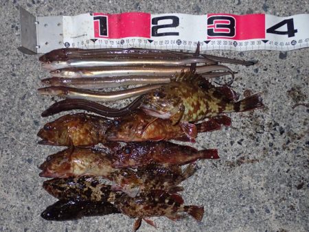 釣り初め（投げ釣り）