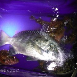 釣り初め2019