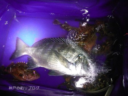 釣り初め2019