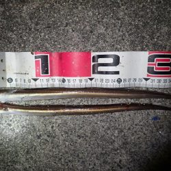 投げ釣り（2018年釣り収め）