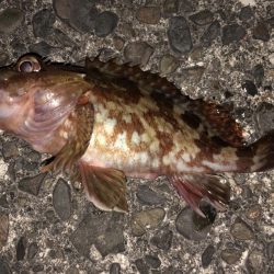 アジ狙いのはずがカサゴラッシュ