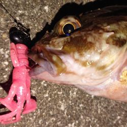 朝練、良型ガシラキャッチ成功♪