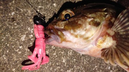 朝練、良型ガシラキャッチ成功♪