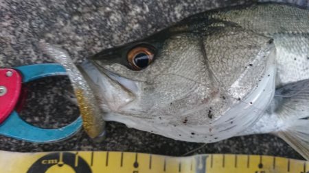 夕練は久々シーバス三連発!