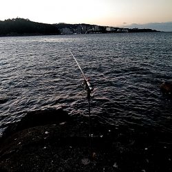 初アオリイカ釣れました!!