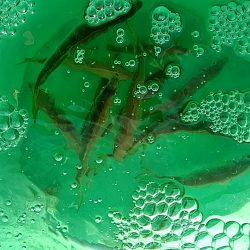 アオリイカ3杯あがりした!!