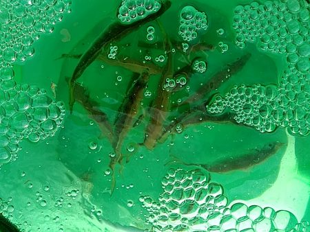 アオリイカ3杯あがりした!!