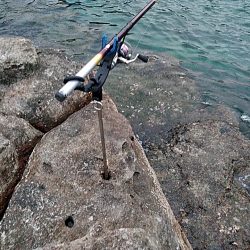 中型アオリイカ二杯上がりました!!