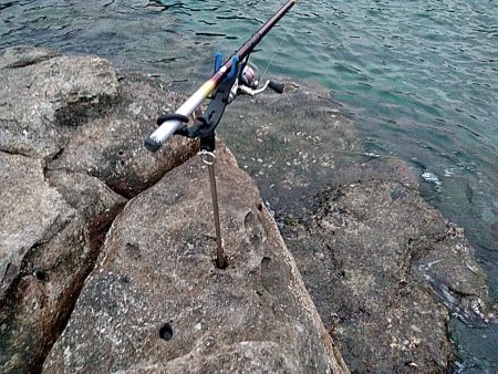 中型アオリイカ二杯上がりました!!