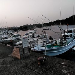 アジはいなくなったのでしょうか??