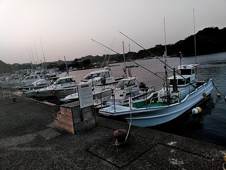 アジはいなくなったのでしょうか??