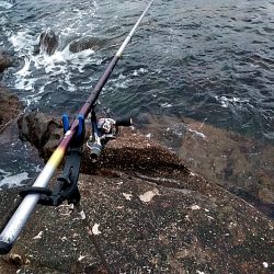 アオリイカ1杯あがりました!!