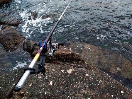 アオリイカ1杯あがりました!!