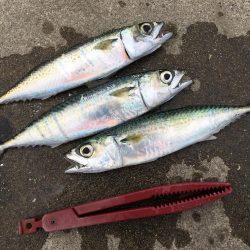 今年初の釣行で大漁