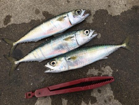 今年初の釣行で大漁