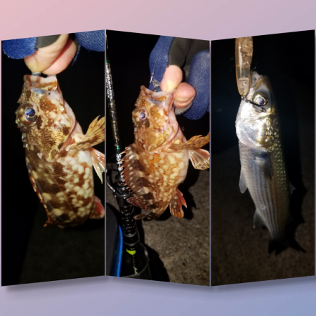 ロックフィッシュ‼