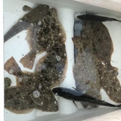 Magic(マジック) 釣果