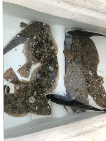 Magic(マジック) 釣果