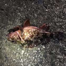 メバルに逢いたくて