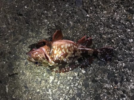 メバルに逢いたくて