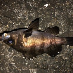 表層をプラグで。ジグ単はフォールで反応。