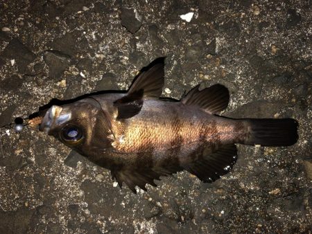 表層をプラグで。ジグ単はフォールで反応。