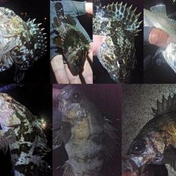 2019年初釣り初投稿