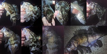 2019年初釣り初投稿