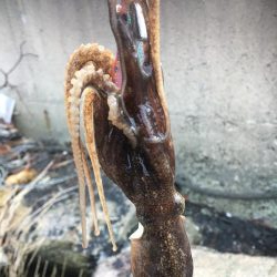 釣り始めヒイカ釣行！