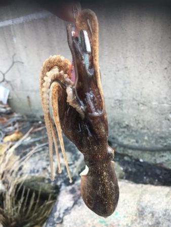 釣り始めヒイカ釣行！