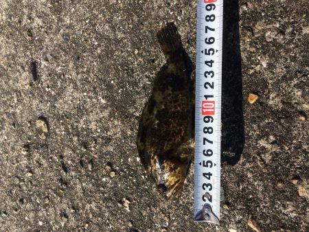 へち釣り ソイ23センチ