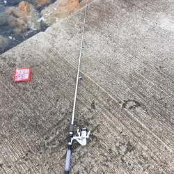 ガシラ、メバル、アイナメ？クジメ？、ギンポ