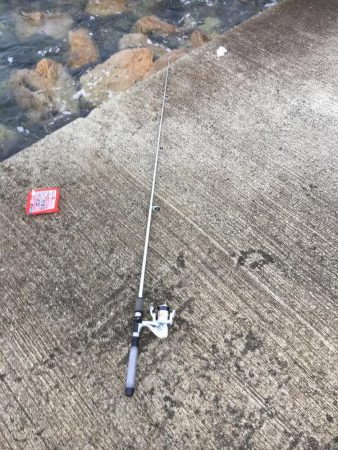 ガシラ、メバル、アイナメ？クジメ？、ギンポ